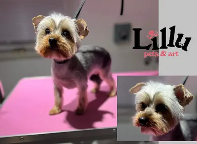 Lillu Pets Groomer Fryzjer dla psów/pielęgnacja zwierząt Kraków